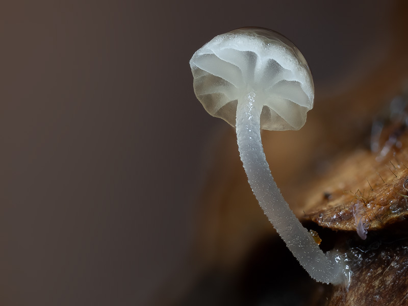 Mycena speirea